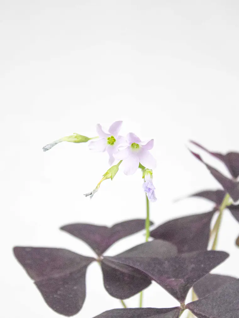 🌿 Trébol Morado (Oxalis Triangularis) 3