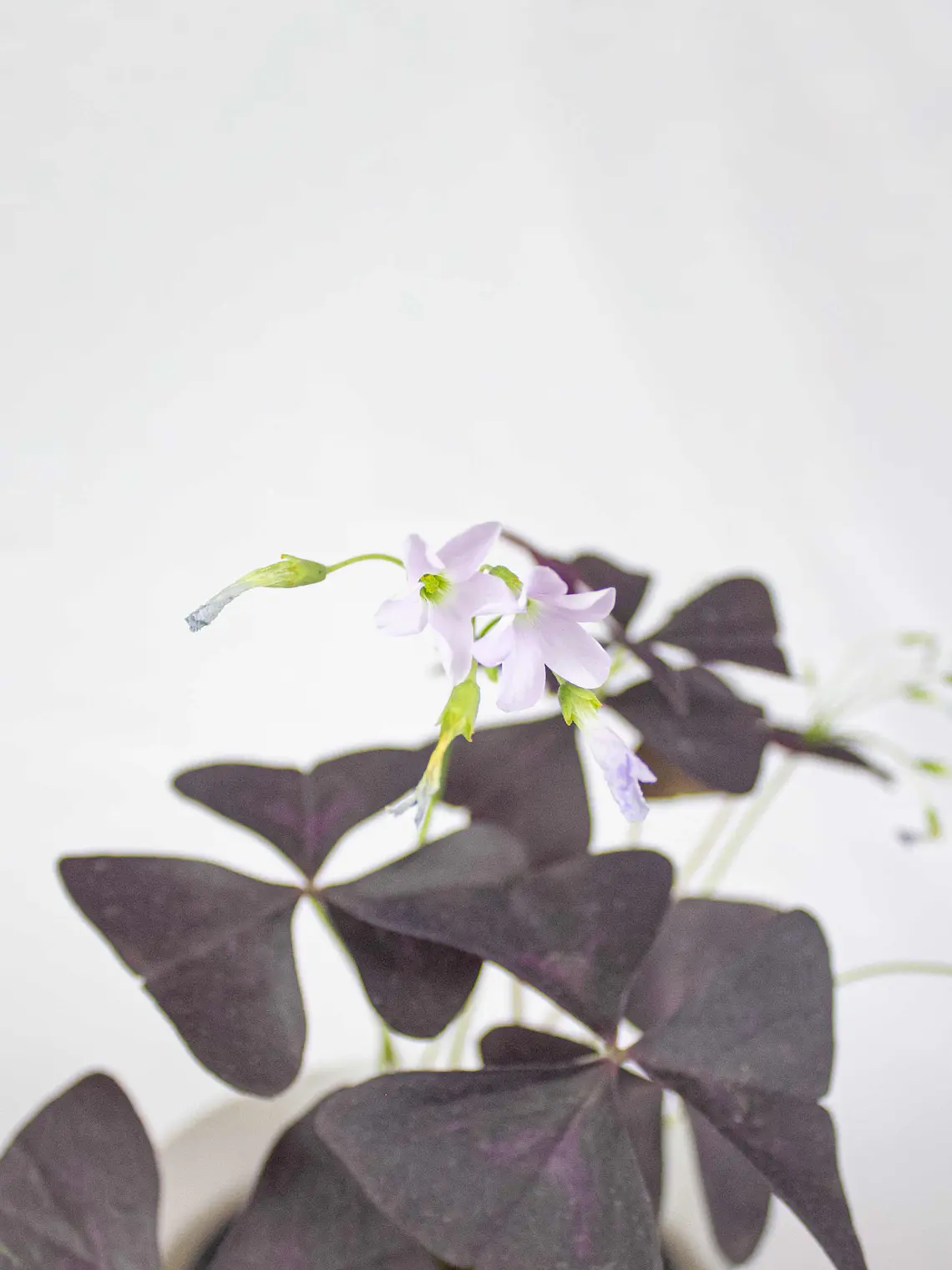 🌿 Trébol Morado (Oxalis Triangularis) 2