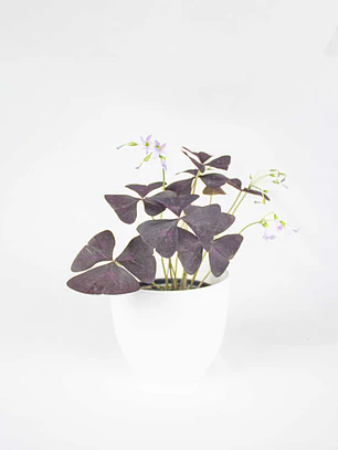 🌿 Trébol Morado (Oxalis Triangularis)