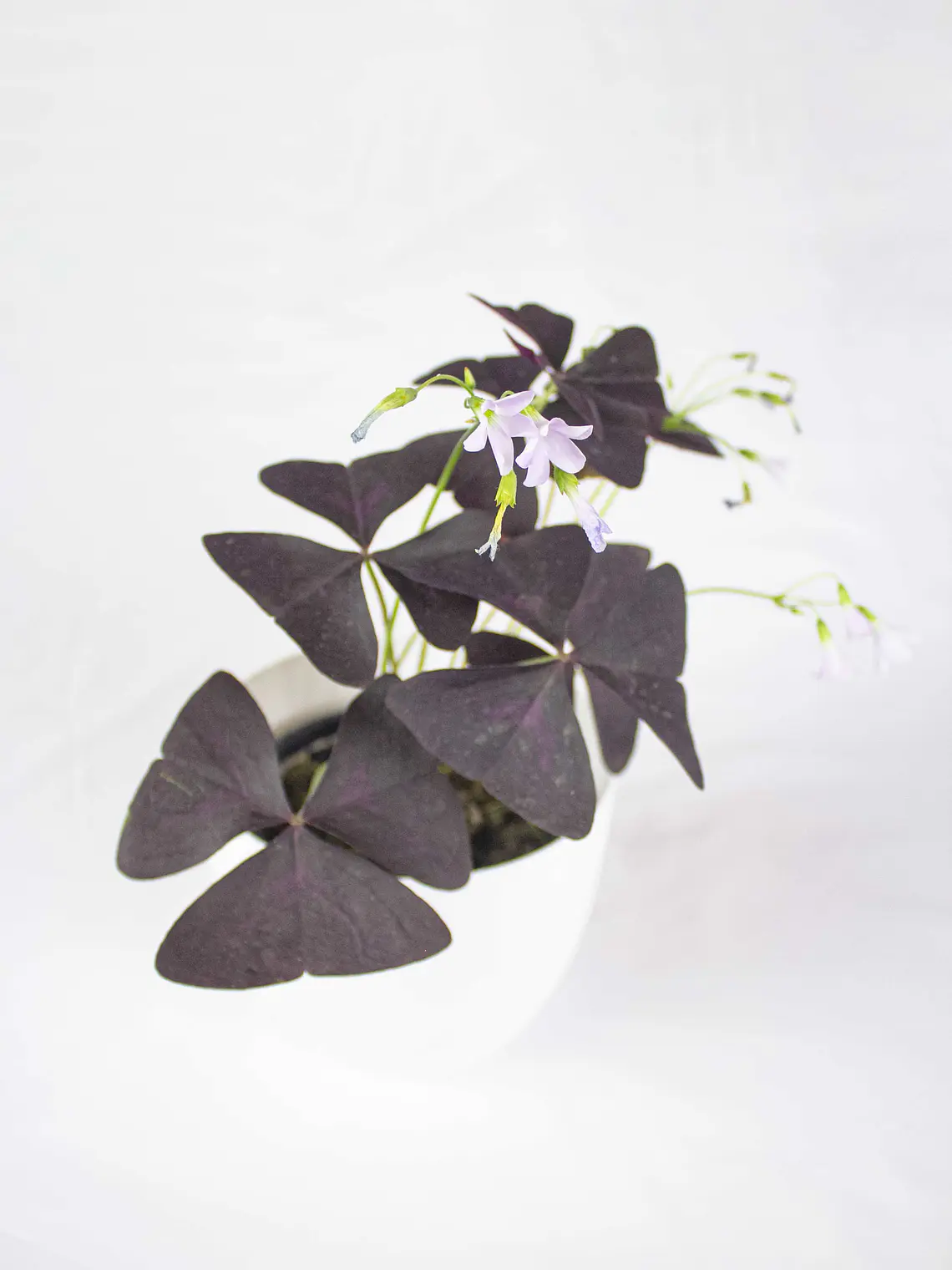 🌿 Trébol Morado (Oxalis Triangularis) 5