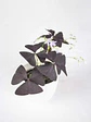 🌿 Trébol Morado (Oxalis Triangularis) - Miniatura 5