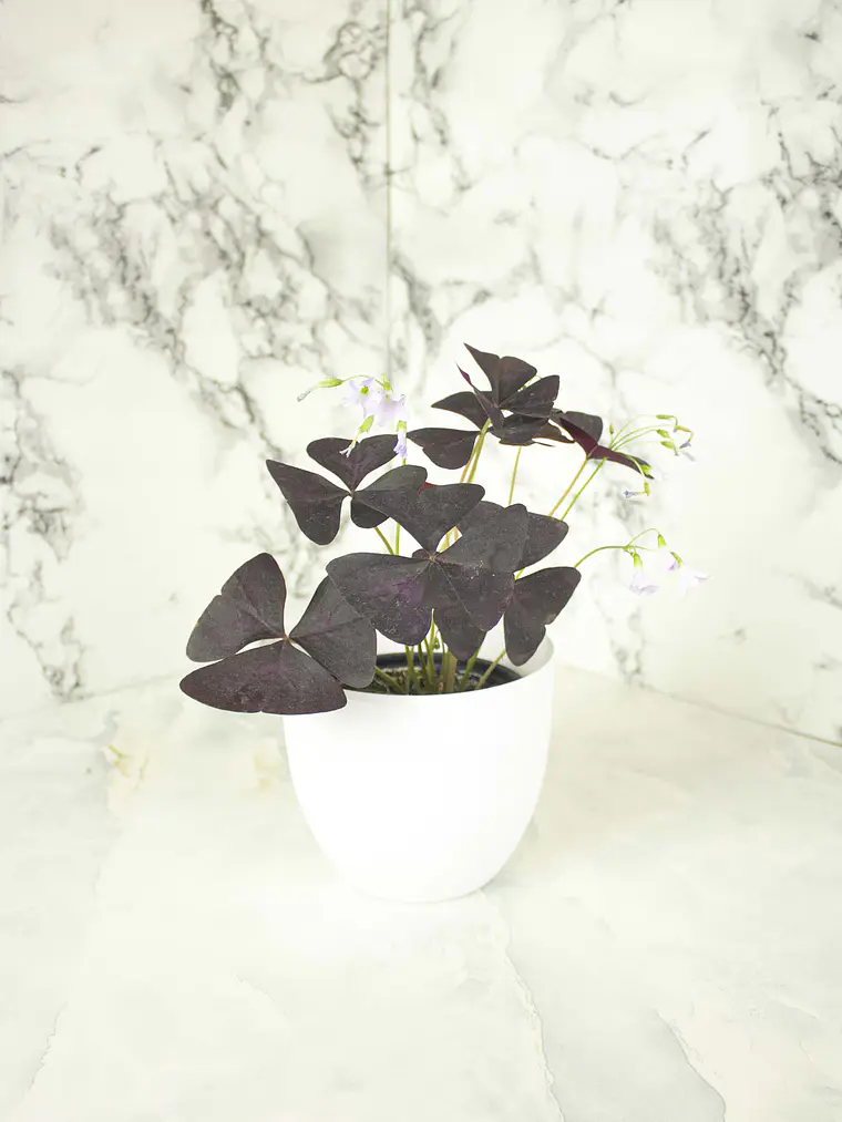 🌿 Trébol Morado (Oxalis Triangularis) 4