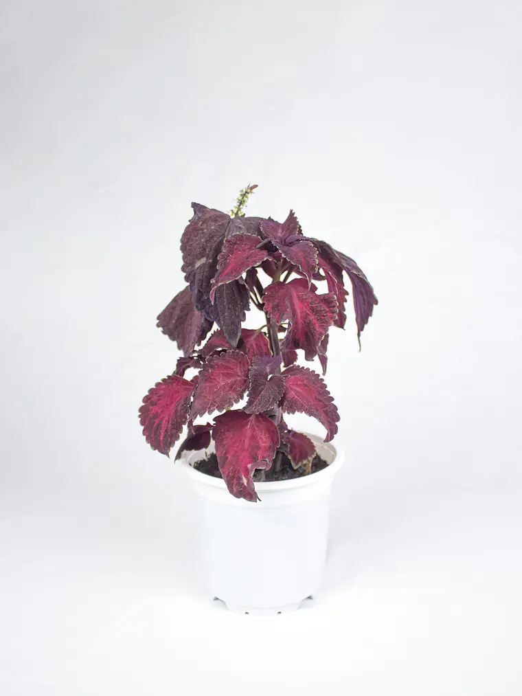 🌿 Coleus Púrpura (Cretona) 1
