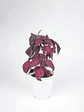 🌿 Coleus Púrpura (Cretona) - Miniatura 1