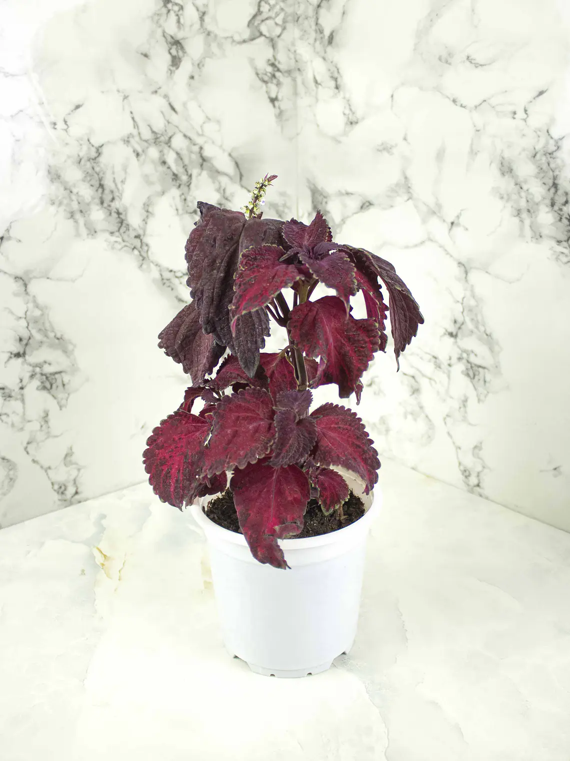 🌿 Coleus Púrpura (Cretona) 4