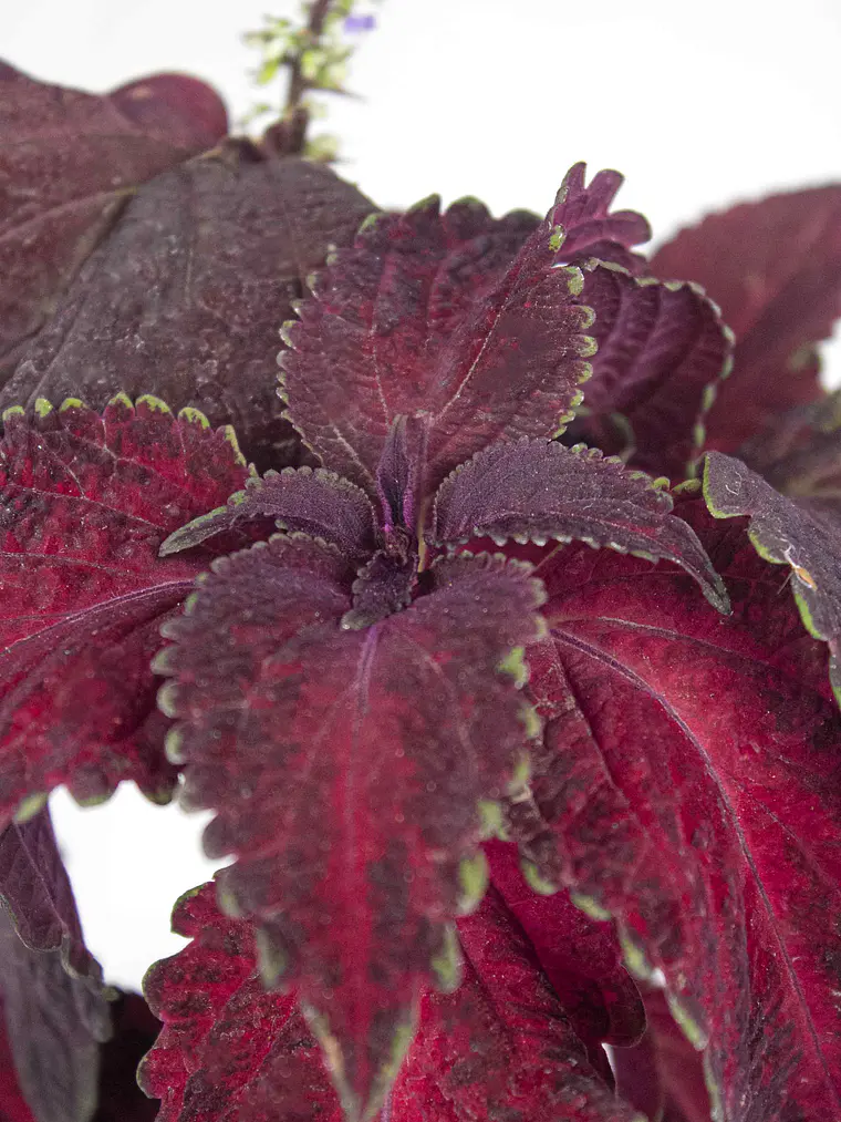 🌿 Coleus Púrpura (Cretona) 2