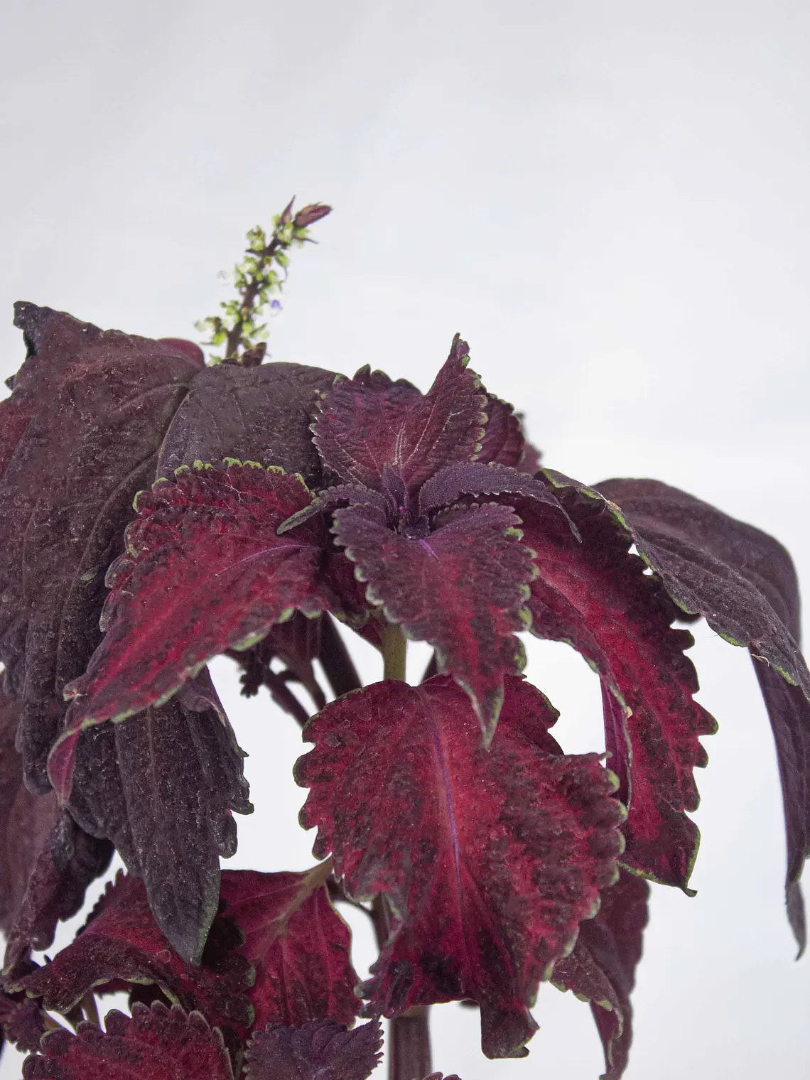 🌿 Coleus Púrpura (Cretona) 3