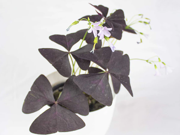 🪴 Guía Definitiva de Cuidado: Oxalis, El Trébol que Duerme