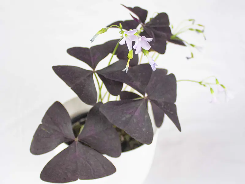 🪴 Guía Definitiva de Cuidado: Oxalis, El Trébol que Duerme