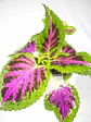 🌿 Coleo o Cresta de gallo (Plectranthus scutellarioides) El Mosaico de Color del Jardín: - Miniatura 3