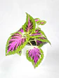 🌿 Coleo o Cresta de gallo (Plectranthus scutellarioides) El Mosaico de Color del Jardín: - Miniatura 7