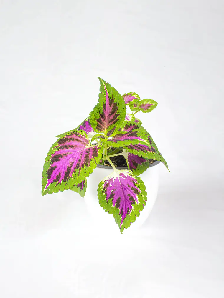 🌿 Coleo o Cresta de gallo (Plectranthus scutellarioides) El Mosaico de Color del Jardín: 5