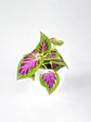 🌿 Coleo o Cresta de gallo (Plectranthus scutellarioides) El Mosaico de Color del Jardín: - Miniatura 5