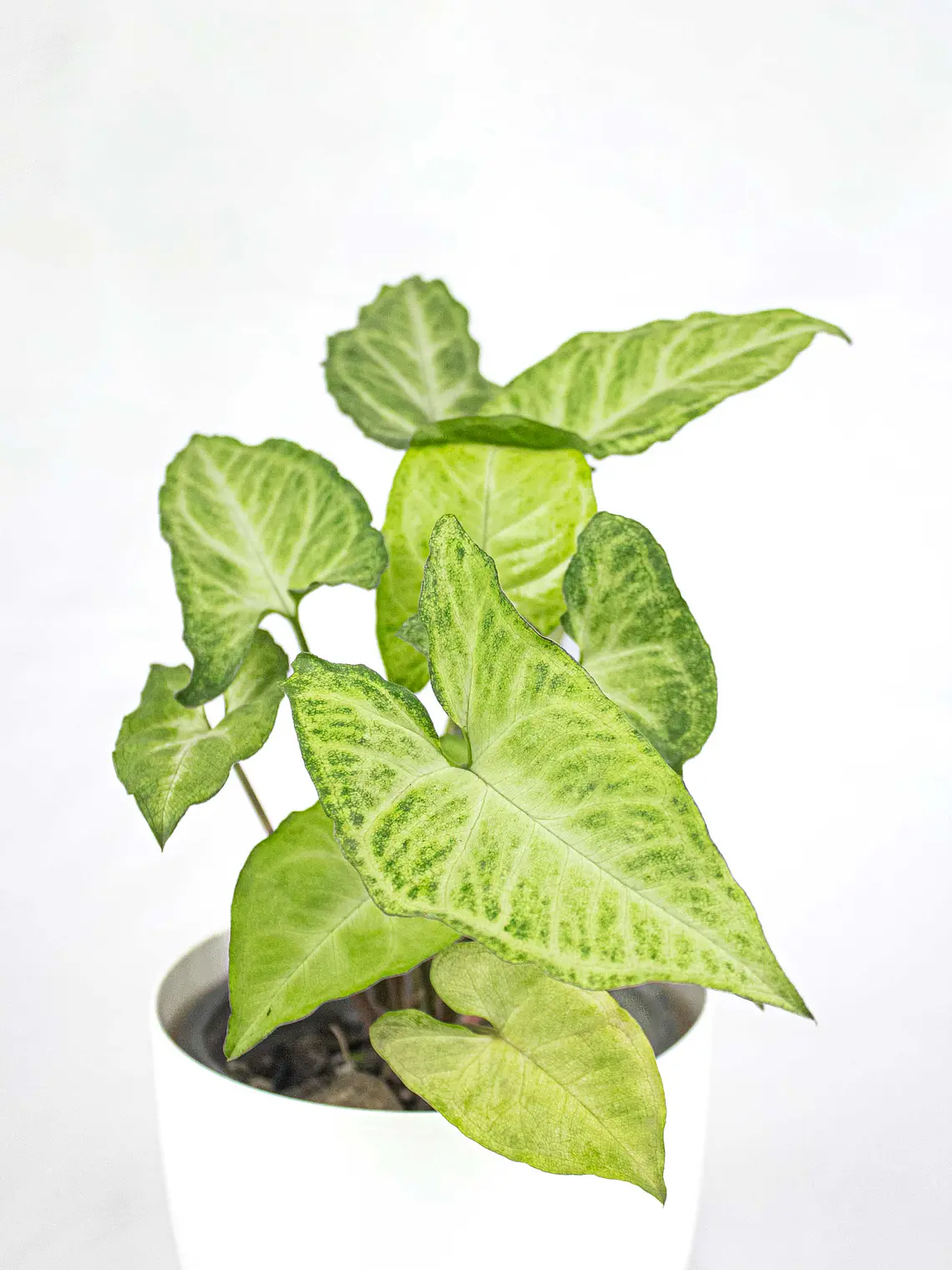 🌿 Singonio (Syngonium podophyllum) 2