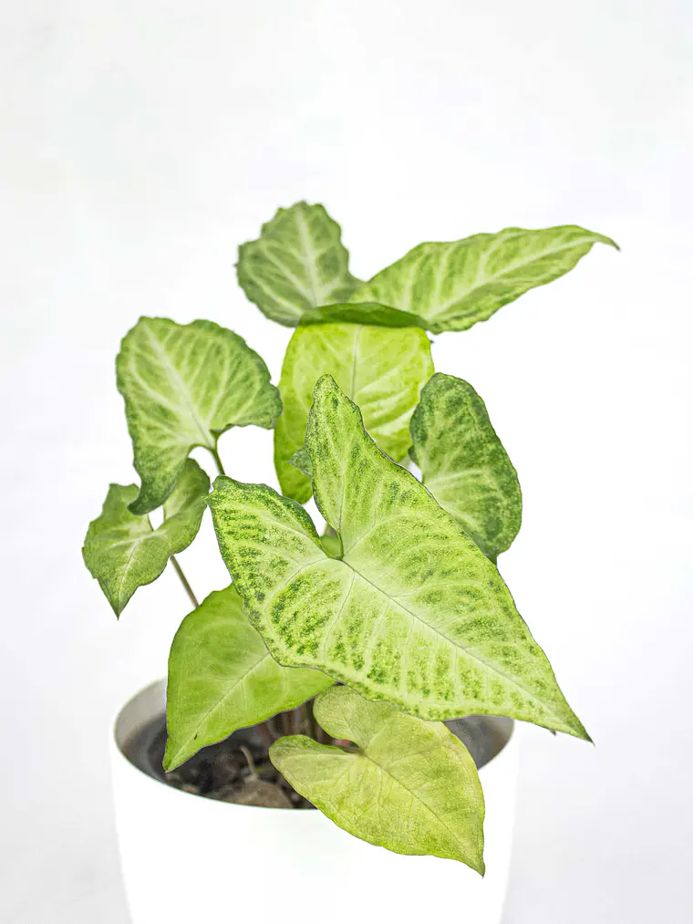 🌿 Singonio (Syngonium podophyllum) 2