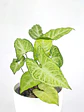 🌿 Singonio (Syngonium podophyllum) - Miniatura 2