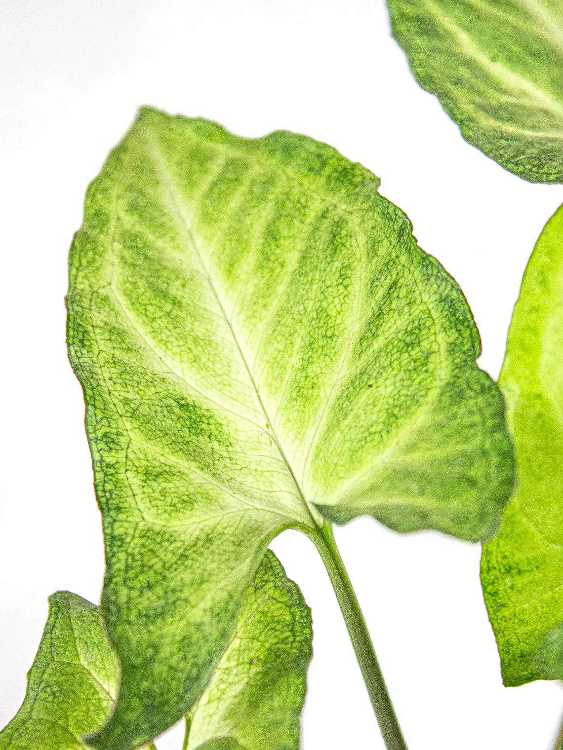 🌿 Singonio (Syngonium podophyllum) 3