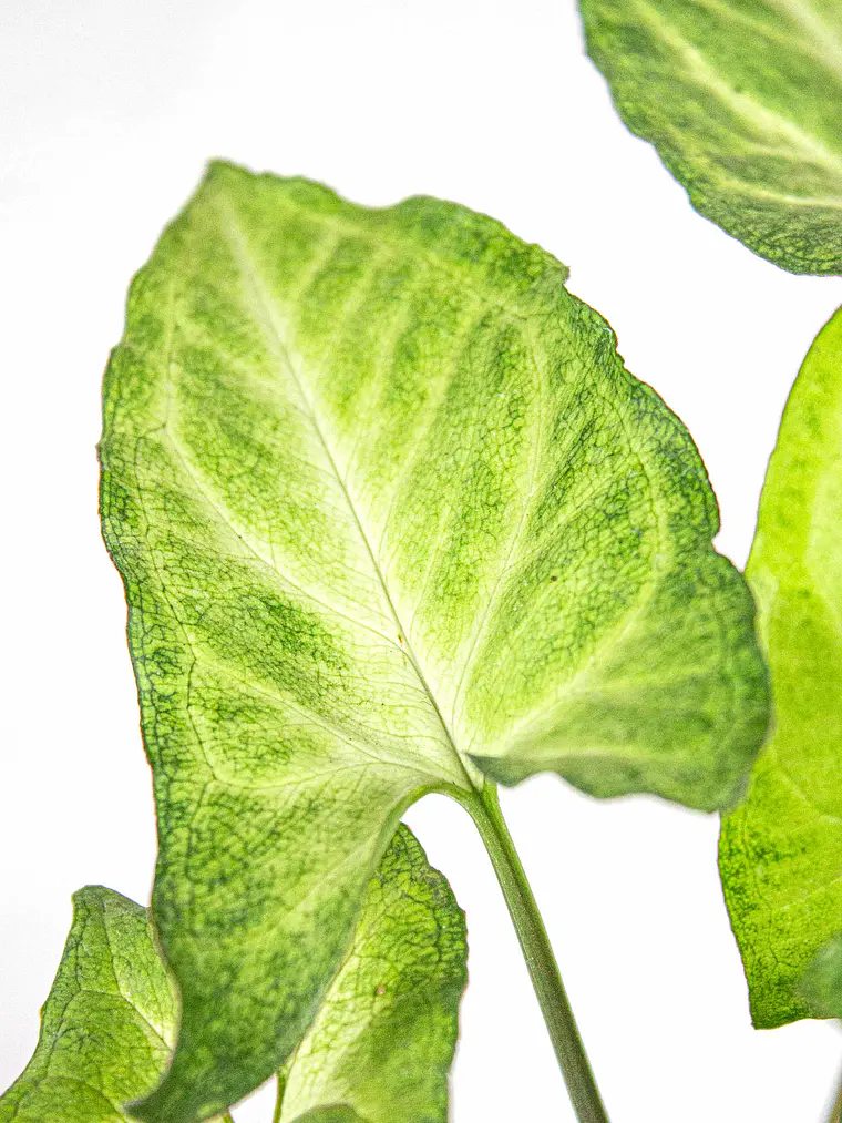 🌿 Singonio (Syngonium podophyllum) 3