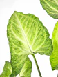 🌿 Singonio (Syngonium podophyllum) - Miniatura 3