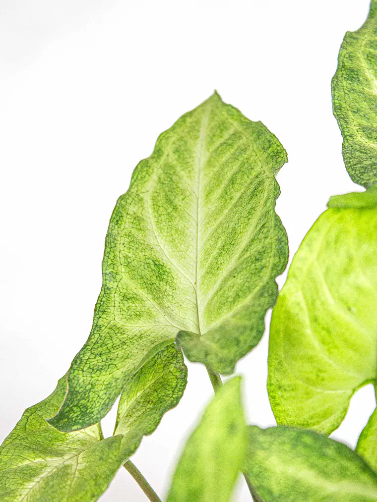 🌿 Singonio (Syngonium podophyllum) 4