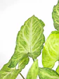🌿 Singonio (Syngonium podophyllum) - Miniatura 4