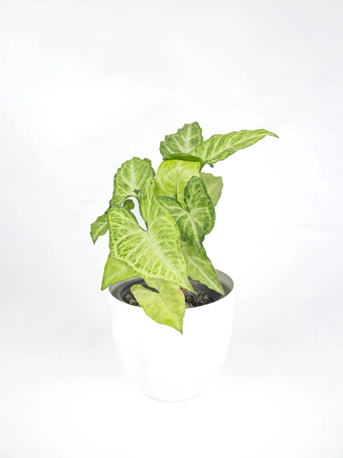 🌿 Singonio (Syngonium podophyllum) 5