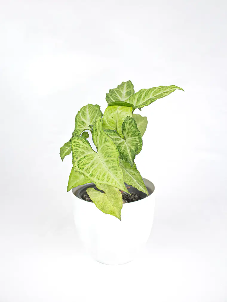 🌿 Singonio (Syngonium podophyllum) 5