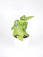 🌿 Singonio (Syngonium podophyllum) - Miniatura 5