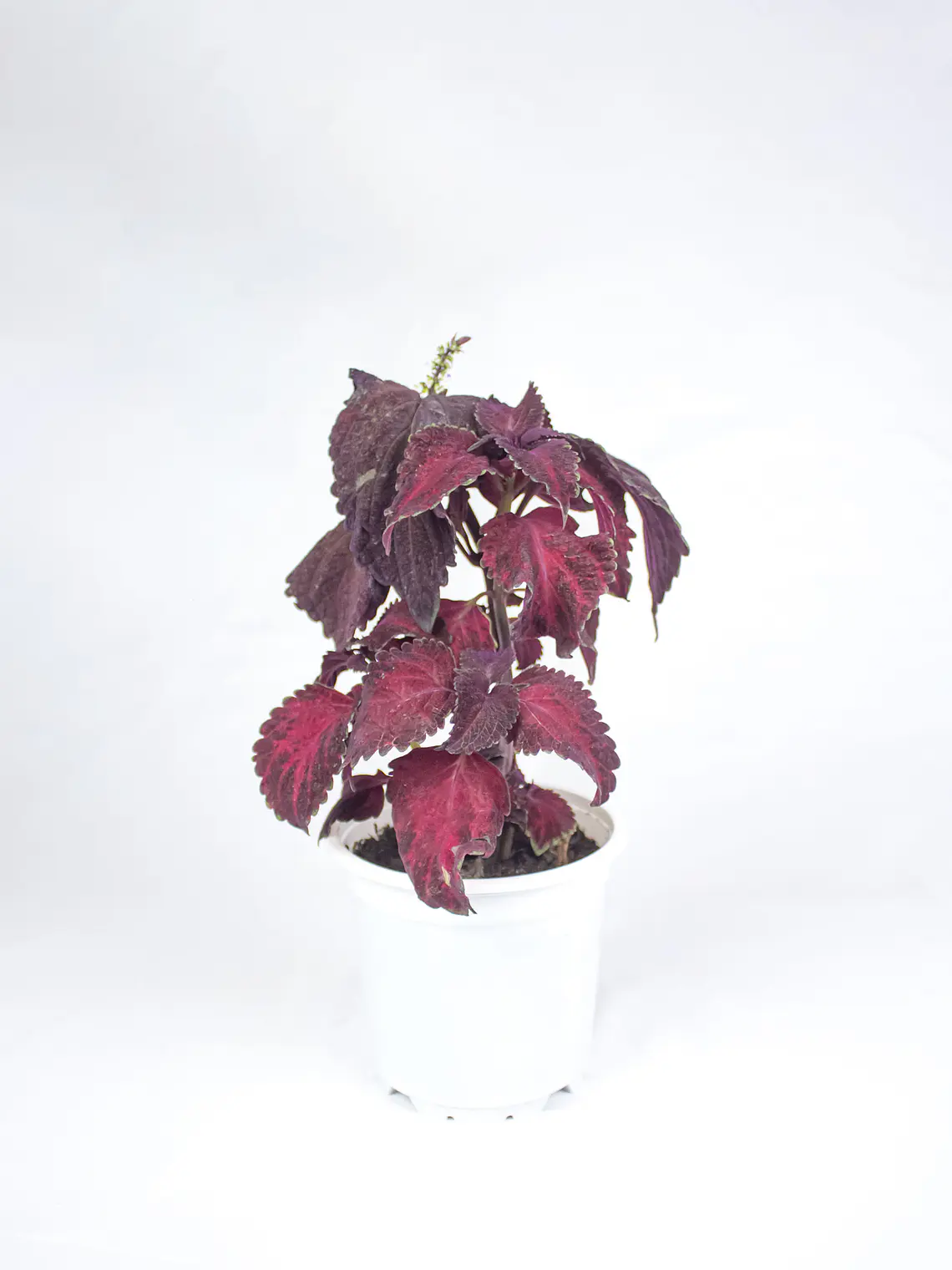 🌿 Coleus Púrpura (Cretona) 4