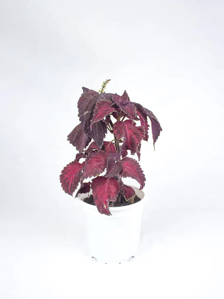 🌿 Coleus Púrpura (Cretona) 4