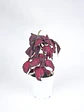 🌿 Coleus Púrpura (Cretona) - Miniatura 4