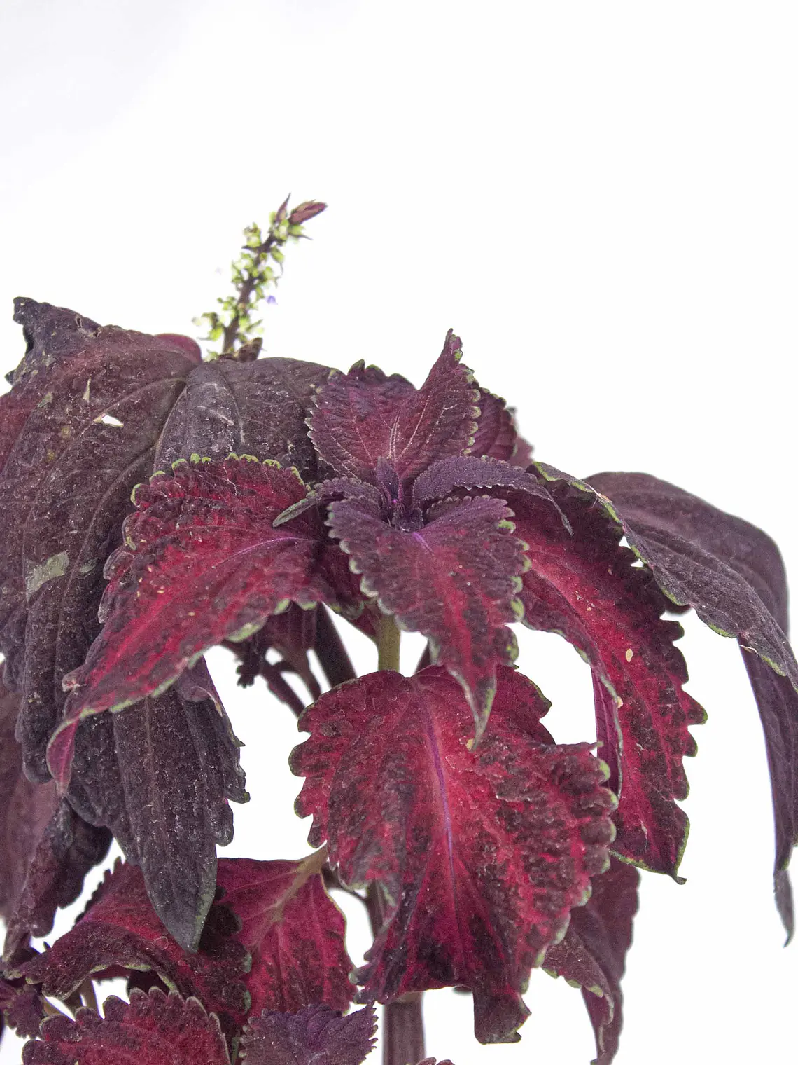 🌿 Coleus Púrpura (Cretona) 5