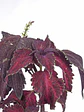🌿 Coleus Púrpura (Cretona) - Miniatura 5