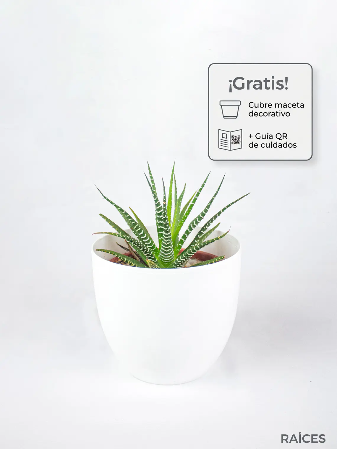🌿 Haworthia fasciata o attenuata (Cebra)  El 'Cebra' de la Sombra Brillante: 1