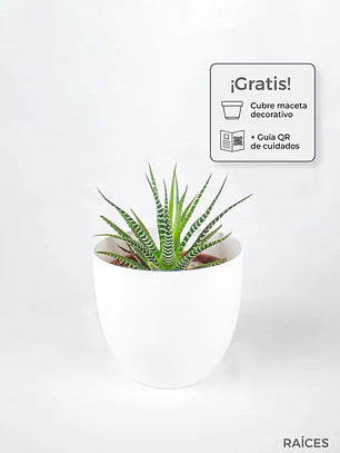 🌿 Haworthia fasciata o attenuata (Cebra)  El 'Cebra' de la Sombra Brillante: