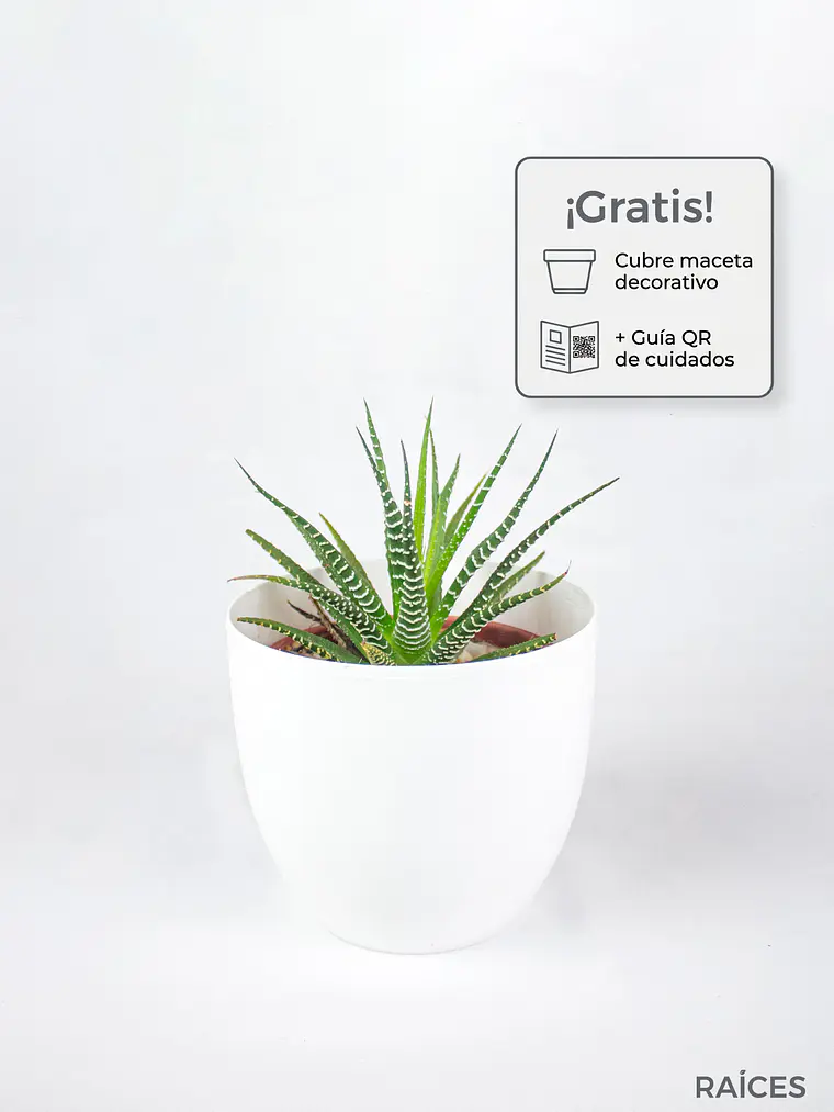 🌿 Haworthia fasciata o attenuata (Cebra)  El 'Cebra' de la Sombra Brillante: 1