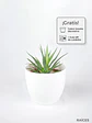 🌿 Haworthia fasciata o attenuata (Cebra)  El 'Cebra' de la Sombra Brillante: - Miniatura 1