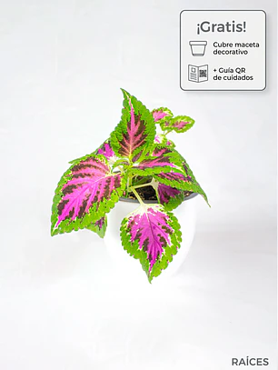 🌿 Coleo o Cresta de gallo (Plectranthus scutellarioides) El Mosaico de Color del Jardín: