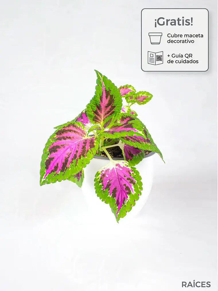 🌿 Coleo o Cresta de gallo (Plectranthus scutellarioides) El Mosaico de Color del Jardín: 1