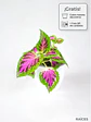 🌿 Coleo o Cresta de gallo (Plectranthus scutellarioides) El Mosaico de Color del Jardín: - Miniatura 1