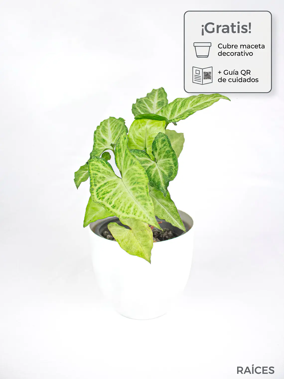 🌿 Singonio (Syngonium podophyllum) 1