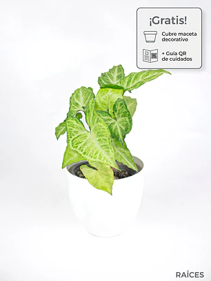 🌿 Singonio (Syngonium podophyllum)