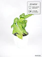 🌿 Singonio (Syngonium podophyllum) - Miniatura 1