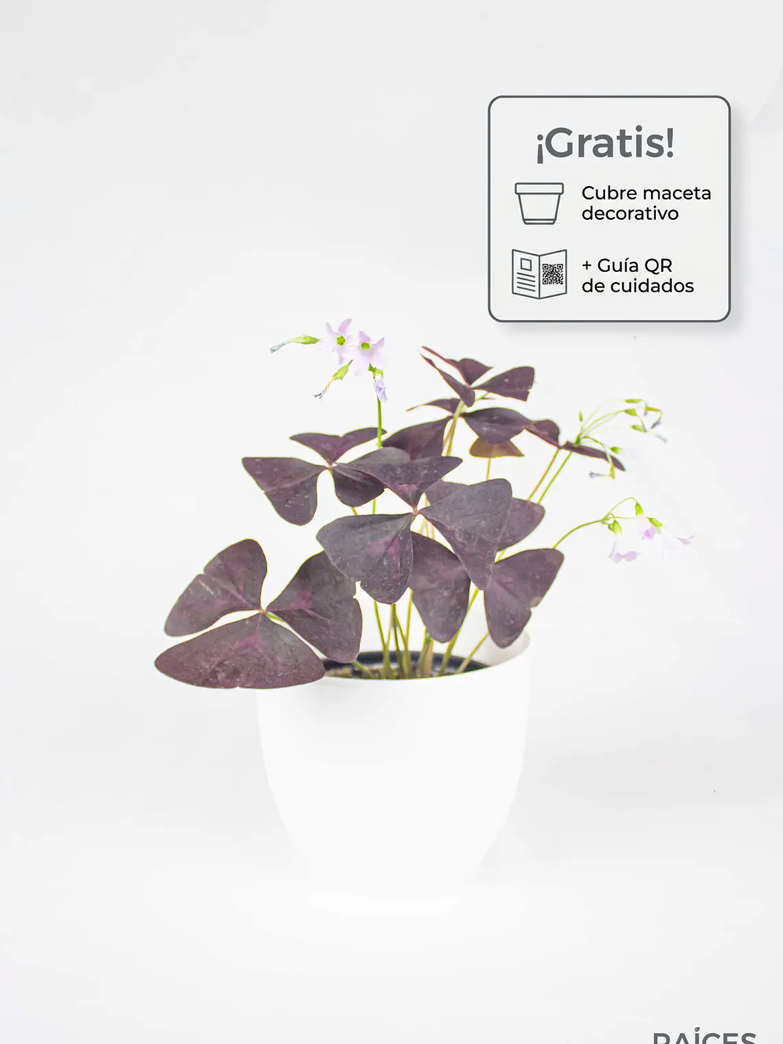 🌿 Trébol Morado (Oxalis Triangularis) 1