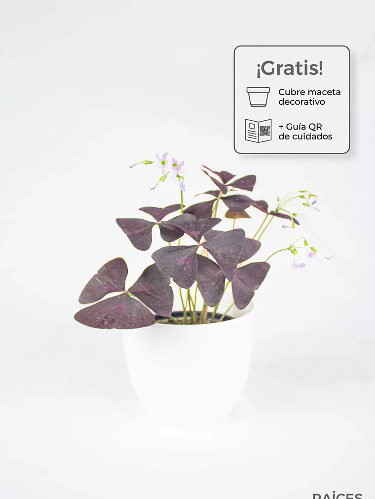 🌿 Trébol Morado (Oxalis Triangularis) 1