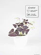 🌿 Trébol Morado (Oxalis Triangularis) - Miniatura 1