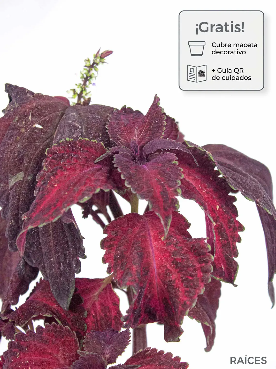 🌿 Coleus Púrpura (Cretona) 1