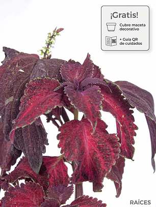 🌿 Coleus Púrpura (Cretona)