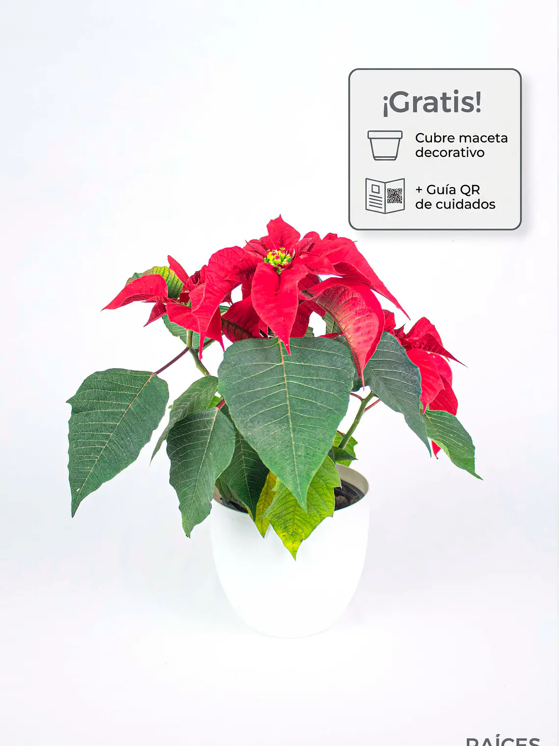 🌿 Corona del Inca (Poinsettia o Flor de Pascua) 1