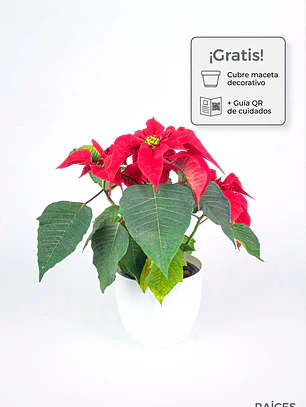 🌿 Corona del Inca (Poinsettia o Flor de Pascua)